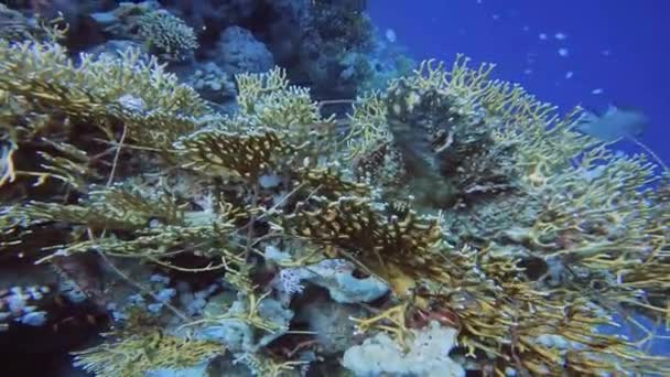 Video Una Gran Cantidad Línea Pesca Enredada Alrededor Del Coral — Vídeos de Stock