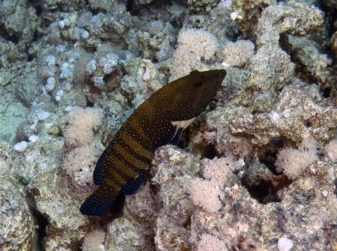 Kızıldeniz, Mısır 'da bir Gabriella' nın Grubu (Epinephelus Gabriel)