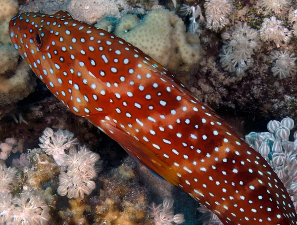 埃及红海的珊瑚群 Cephalopholis Miniata — 图库照片