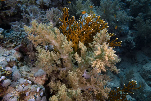 エジプト紅海のサンゴ礁 — ストック写真