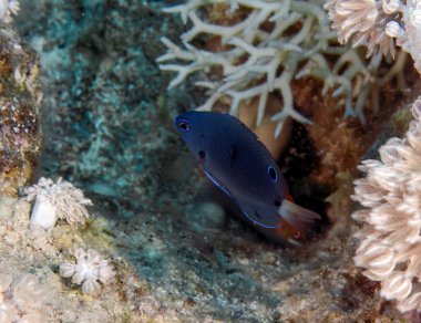 Kızıl Deniz, Mısır 'da genç bir Pailtail Hanım (Pomacentrus trichrourus)