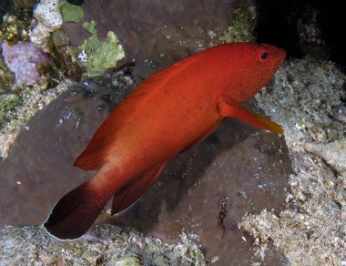 Kızıl Deniz, Mısır 'da yarım benekli bir grup (Cephalopholis hemistiktos)