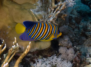 A lone Regal Angelfish (Pygoplites diacanthus) in the Red Sea, Egypt