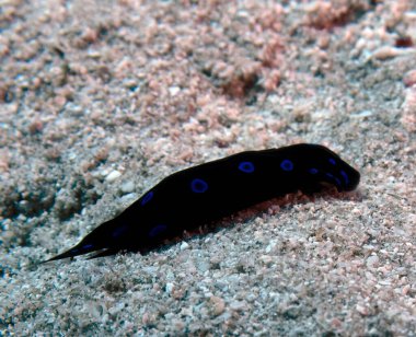 Kızıl Deniz Chelidonura (Chelidonura livida) Kızıl Deniz, Mısır