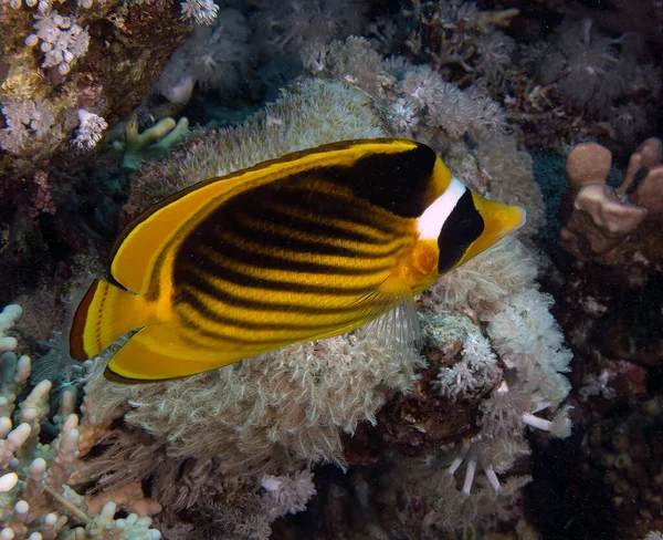 Pesce Farfalla Del Racoon Chaetodon Lunula Nel Mar Rosso Egitto — Foto Stock
