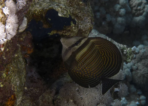 Sailfin Tang Zebrasoma Veliferum Röda Havet Egypten — Stockfoto