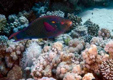 Kızıl Deniz 'de Esmer bir papağan balığı (Scarus niger), Mısır