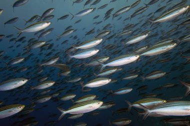 Kızıl Deniz 'de çizgili piyadeler (Caesio striata), Mısır