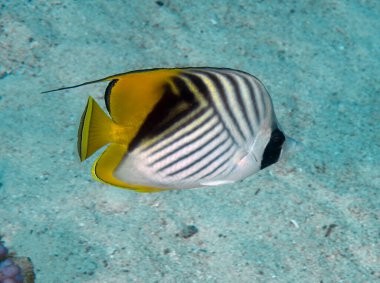 Kızıl Deniz 'de bir Threadfin Kelebeği (Chaetodon auriga), Mısır