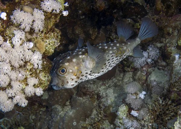 Gulfläckig Malfisk Cyclichthys Spilostylus Röda Havet Egypten — Stockfoto