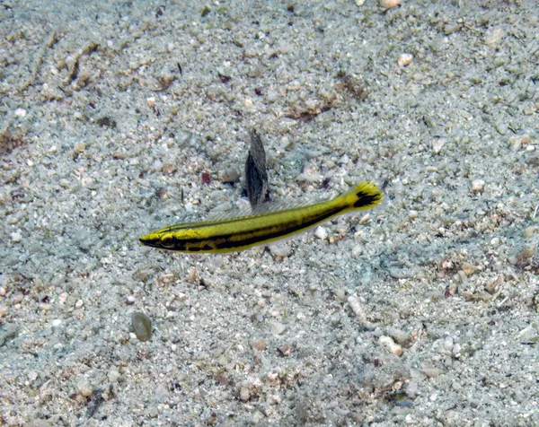 Ein Juveniler Lippfisch Hologymnosus Annulatus Roten Meer Ägypten — Stockfoto