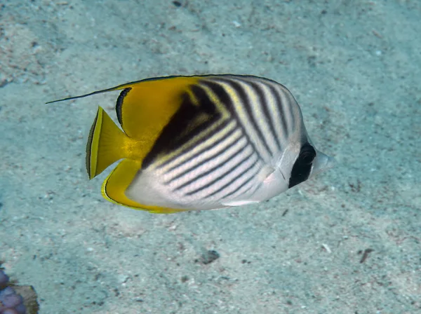 Pesce Farfalla Pinna Filare Chaetodon Auriga Nel Mar Rosso Egitto — Foto Stock