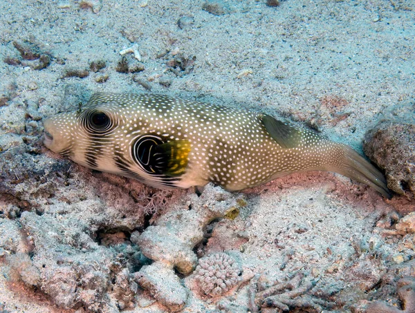 White Spotted Puffer Arothron Hispidus Red Sea Egypt — Stock Photo, Image