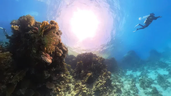 Дайверы Исследуют Подводный Мир Красного Моря Египте — стоковое фото