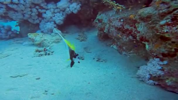 Kızıl Deniz Sancak Balığı Nın Heniochus Intermedius Videosu — Stok video