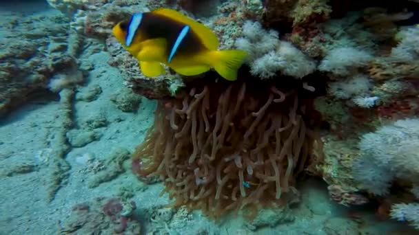 Wideo Anemonem Amfiprion Bicinctus Morzu Czerwonym Egipt — Wideo stockowe