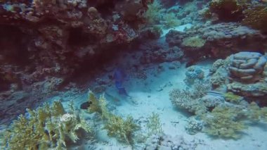 Kızıl Deniz, Mısır 'da bir Mavi Tetik Balığının (Pseudobalistes fuscus) 4k videosu