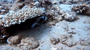 Kızıl Deniz, Mısır 'da bir Maskeli Kirpi (Arothron diadematus) videosu 4k