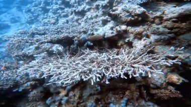 Kızıl Deniz 'deki masa mercanlarının 4k videosu, Mısır