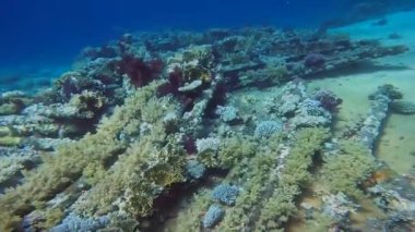 Mısır 'daki Sina Yarımadası' nın ucundaki Yolanda enkazından 4K kargo videosu.