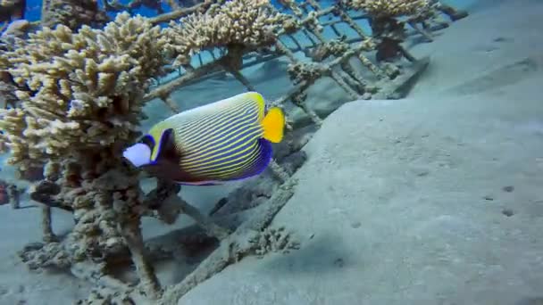 Video Kejsare Angelfish Pomacanthus Imperator Röda Havet Egypten — Stockvideo