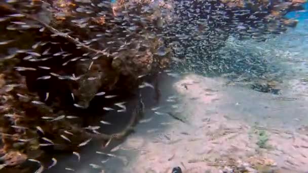Videó Pygmy Sweepers Más Néven Glassfish Parapriacanthus Ransonneti Vörös Tenger — Stock videók