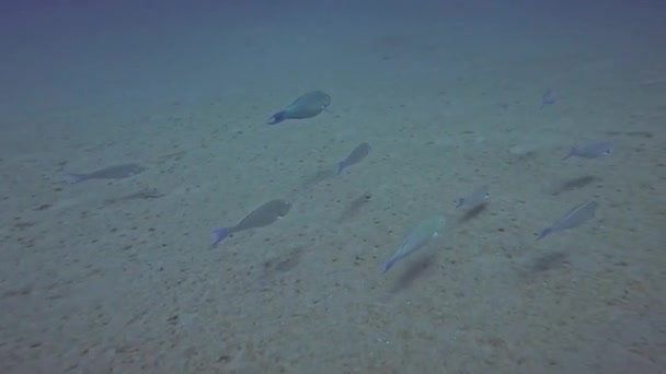 Βίντεο Του Longnose Parrotfish Hipposcarus Harid Στην Ερυθρά Θάλασσα Αίγυπτος — Αρχείο Βίντεο