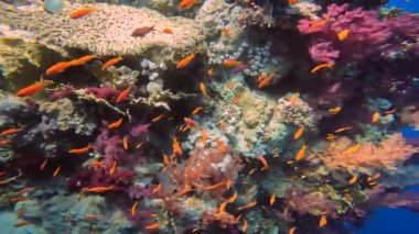 Kızıl Deniz, Mısır 'da Altın Anthias (Pseudanthias Squamipinnis)' in 4k videosu