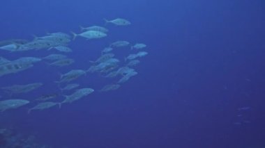 Turuncu Benekli Trevally 'nin 4k videosu (Carangoides bajad) Kızıl Deniz, Mısır' da