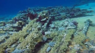 Mısır 'daki Sina Yarımadası' nın ucundaki Yolanda enkazından 4K kargo videosu.