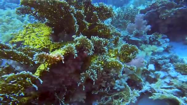4K段关于埃及红海珊瑚群形成的录像 — 图库视频影像
