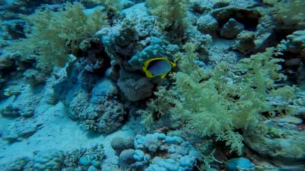 Video Pesce Farfalla Dorato Nero Chaetodon Melannotus Nel Mar Rosso — Video Stock