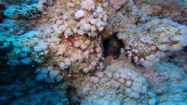 Sarı kenarlı bir Moray Yılanbalığının (Gymnothorax flavimarginatus) 4k videosu, Mısır, Kızıldeniz 'de