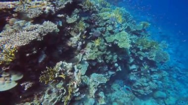 Kızıldeniz, Mısır 'da mercan oluşumlarının 4k videosu