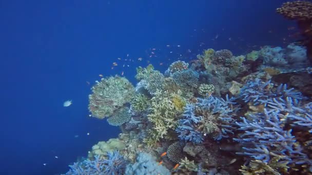 Videó Korallképződményekről Vörös Tengeren Egyiptom — Stock videók
