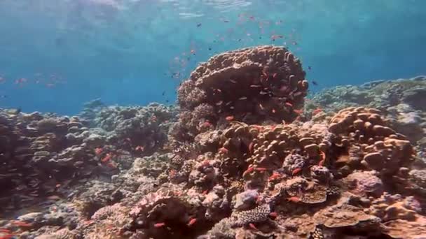 4K段关于埃及红海珊瑚群形成的录像 — 图库视频影像