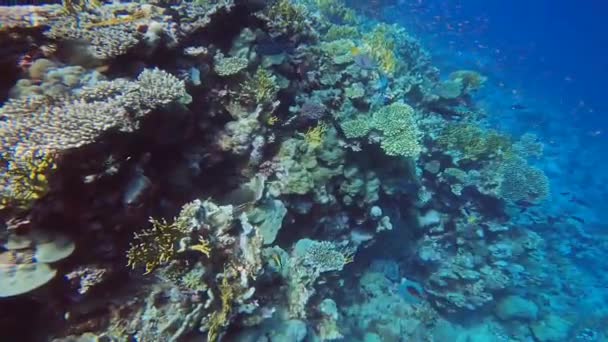 Video Formaciones Coral Mar Rojo Egipto — Vídeos de Stock