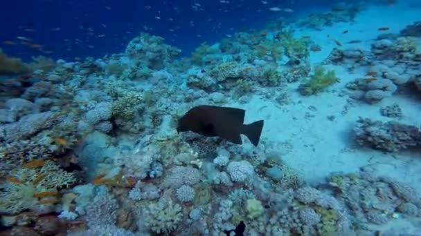 Videó Egy Redmouth Grouper Aethaloperca Rogaa Vörös Tenger Egyiptom — Stock videók