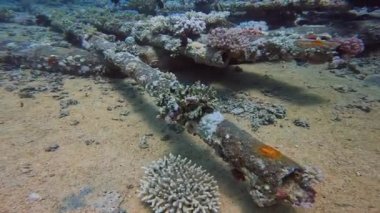 Mısır 'daki Sina Yarımadası' nın ucundaki Yolanda enkazından 4K kargo videosu.