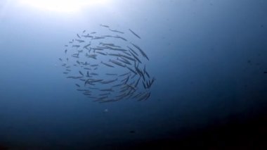 Blackfin Barracuda 'nın 4k videosu (Sphyraena qenie) Kızıl Deniz, Mısır