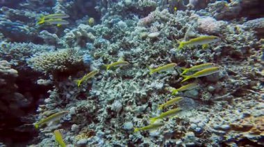 4k 'lık Sarı Keçi Balığı videosu (Mulloidichthys martinicus) Kızıl Deniz, Mısır' da