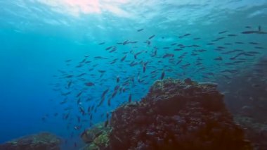 Mısır 'ın Kızıldeniz kentinde bir çizgili piyade okulunun (Caesio striata) 4k videosu