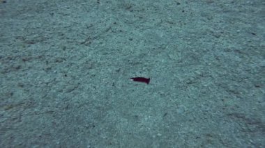 Kızıl Deniz Chelidonura 'nın (Chelidonura livida) 4k videosu, Mısır