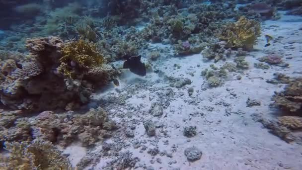Video Eines Blauen Drückerfisches Pseudobalistes Fuscus Roten Meer Ägypten — Stockvideo