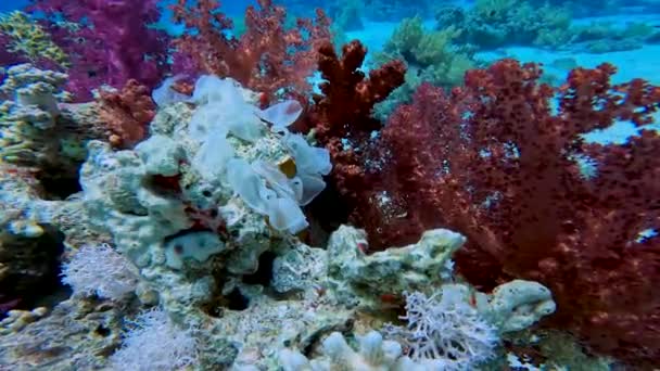 Video Huevos Nudibranquiales Parte Superior Pedazo Coral Mar Rojo Egipto — Vídeos de Stock