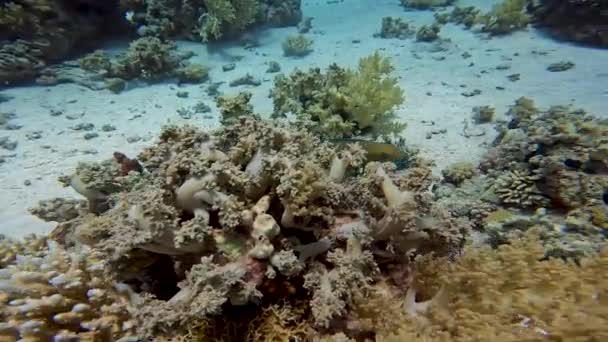 エジプトの紅海で行われたSteepead Parrotfish クロルラス ミクロリノス の4Kビデオ — ストック動画