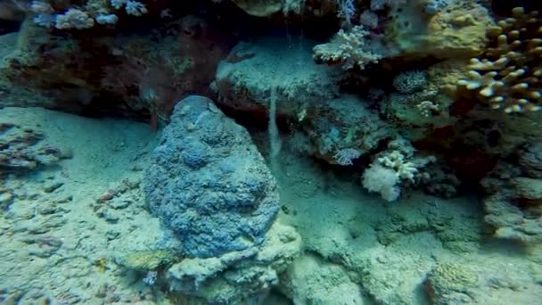Video Sand Kaskad Ner Ett Korallrev Röda Havet Egypten — Stockvideo