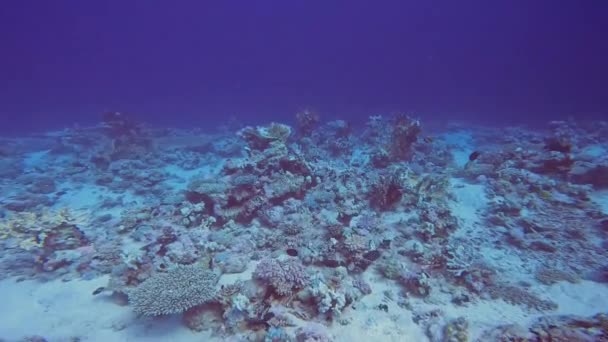 Video Coral Formations Red Sea Egypt — стокове відео