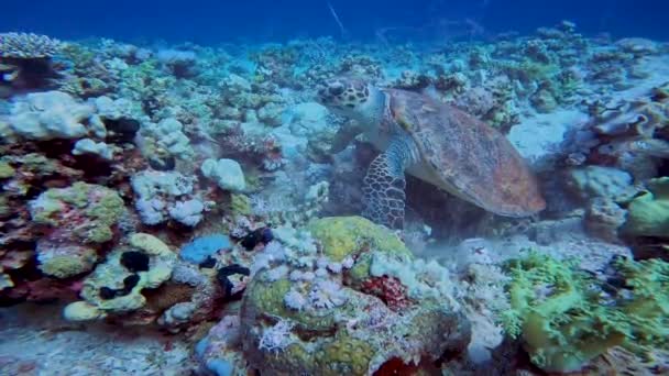 Video Hawksbill Sea Turtle Eretmochelys Imbricata Red Sea Egypt — стокове відео