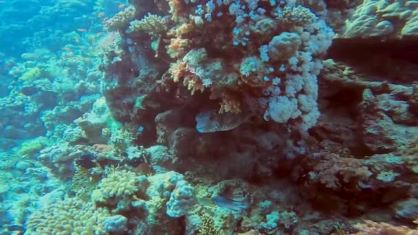 Sarı Benekli Bir Burrfish Videosu Cyclichthys Spilostylus Kızıl Deniz Mısır — Stok video